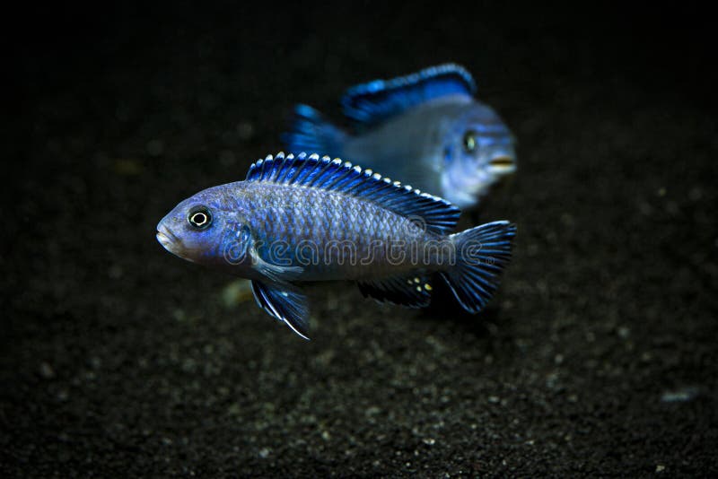 mbuna cichlid tank