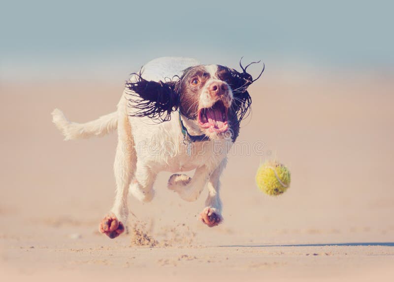 Psi bieg po piłki