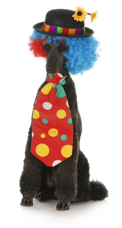 Standard poodle dressed up in a clown costume on white background. Standard poodle dressed up in a clown costume on white background