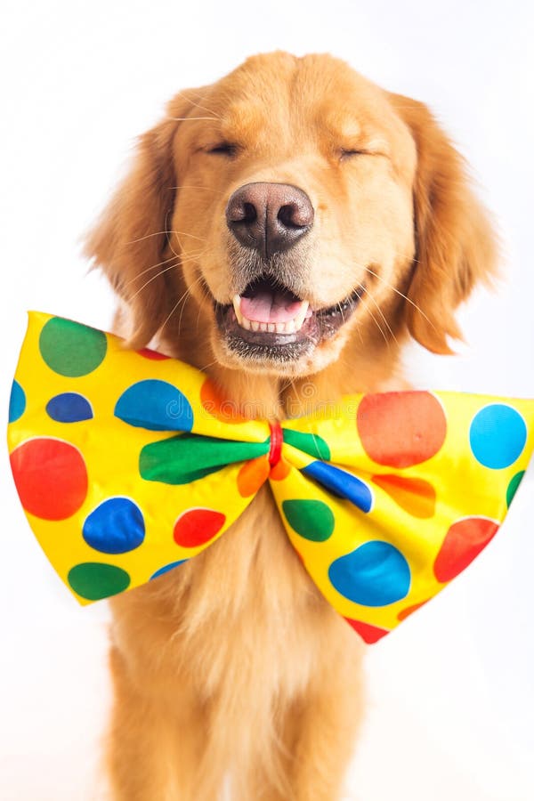 A happy golden retriever dog wearing a colorful polka dot clown tie. A happy golden retriever dog wearing a colorful polka dot clown tie