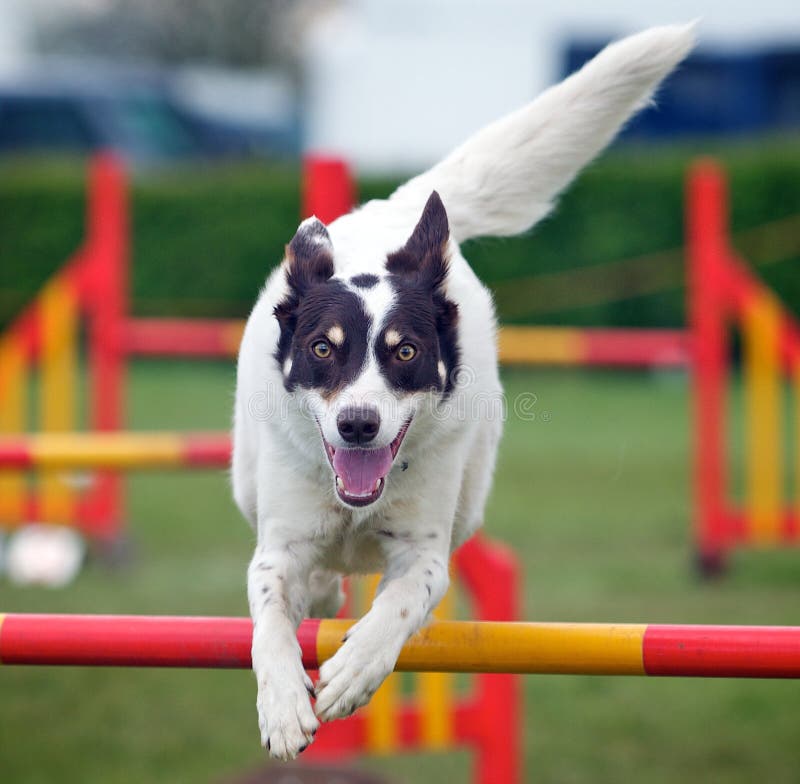 A very active dog jumping a hurdle having private agility training for an agility sport competition. A very active dog jumping a hurdle having private agility training for an agility sport competition