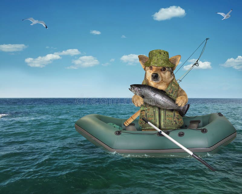 Psi fisher dryfuje w nadmuchiwanej? odzi obraz stock