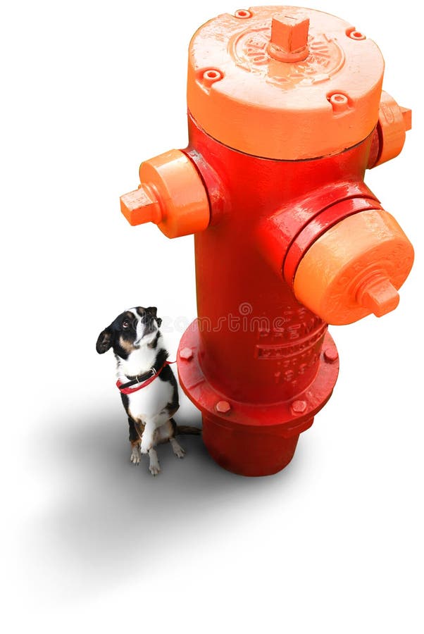 Small dog looking up at a red and orange fire hydrant. Small dog looking up at a red and orange fire hydrant.