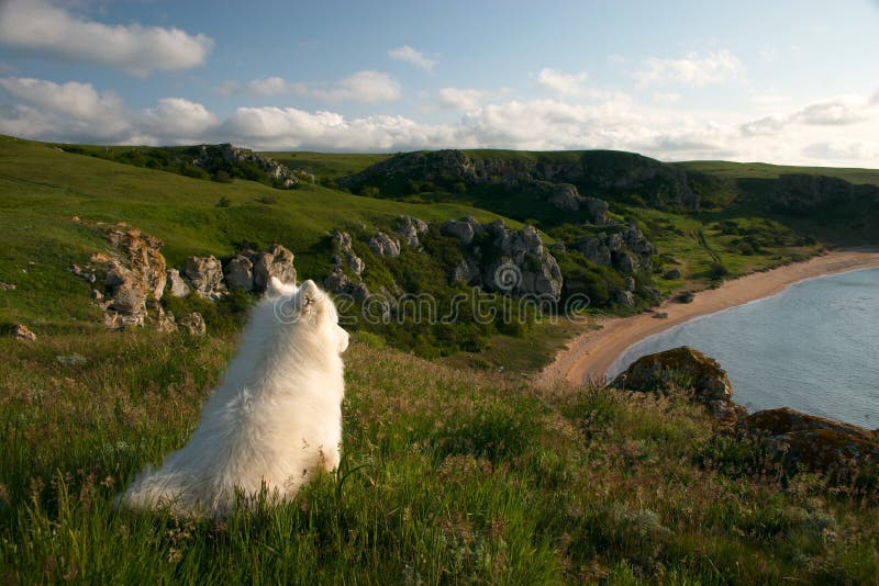 Solitary dog sitting on the high coast and looking to the distance. Solitary dog sitting on the high coast and looking to the distance