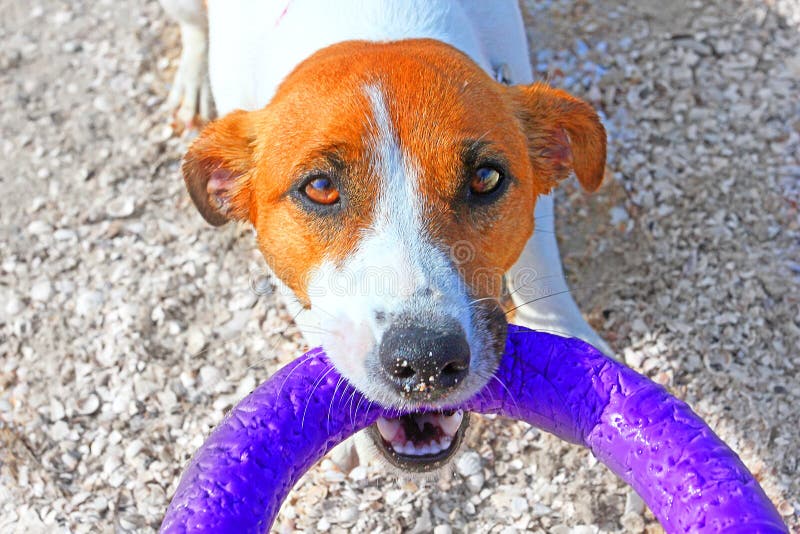 Psi Jack Russell Terrier ciągnie nad ciągarką na plaży blisko morza obraz stock Psi Jack Russell Terrier ciągnie nad ciągarką na plaży blisko morza obraz stock