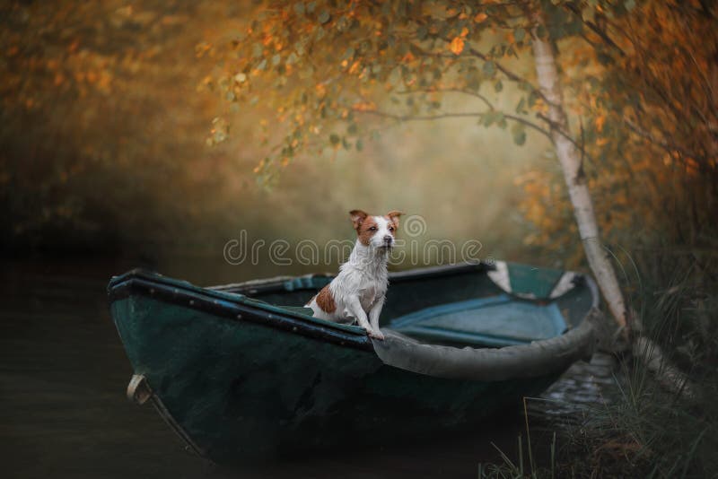 Psi Jack Russell Terrier w łodzi na wodzie zdjęcie stock Psi Jack Russell Terrier w łodzi na wodzie zdjęcie stock
