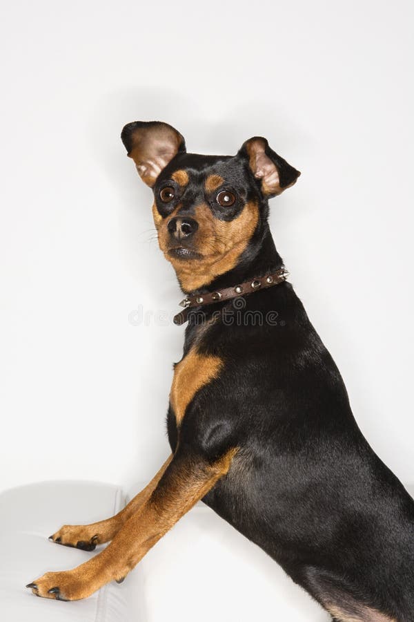 Psi mini pinscher portret zdjęcie stock