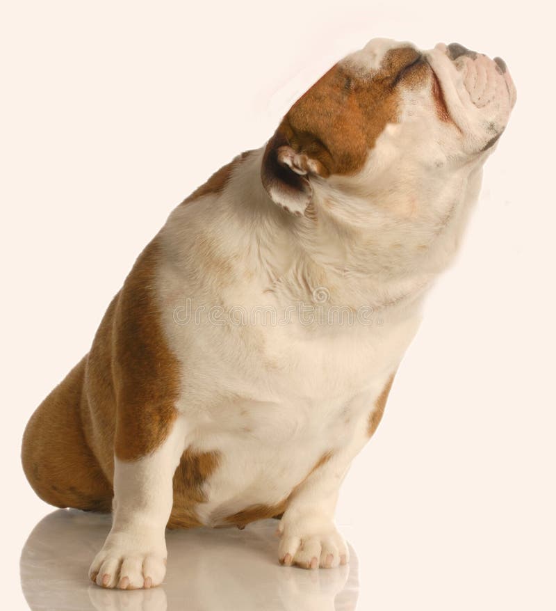 English bulldog with nose up in the air - bad smell or snobby dog. English bulldog with nose up in the air - bad smell or snobby dog