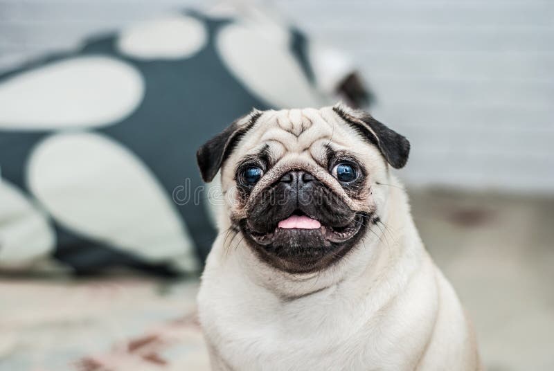 psi szczęśliwy Portret mops Zadowolony kaganiec pug szczęśliwy Psi uśmiech Pies z jego jęzorem wiszącym out Pies w mieszkaniu obrazy stock psi szczęśliwy Portret mops Zadowolony kaganiec pug szczęśliwy Psi uśmiech Pies z jego jęzorem wiszącym out Pies w mieszkaniu obrazy stock