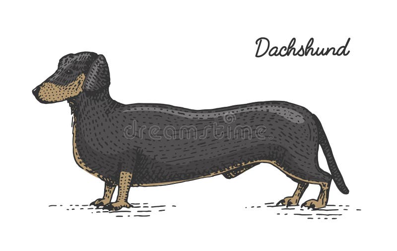 Psi traken grawerujący, ręka rysująca wektorowa ilustracja w woodcut scratchboard stylu, roczników gatunki ilustracja wektor Psi traken grawerujący, ręka rysująca wektorowa ilustracja w woodcut scratchboard stylu, roczników gatunki ilustracja wektor