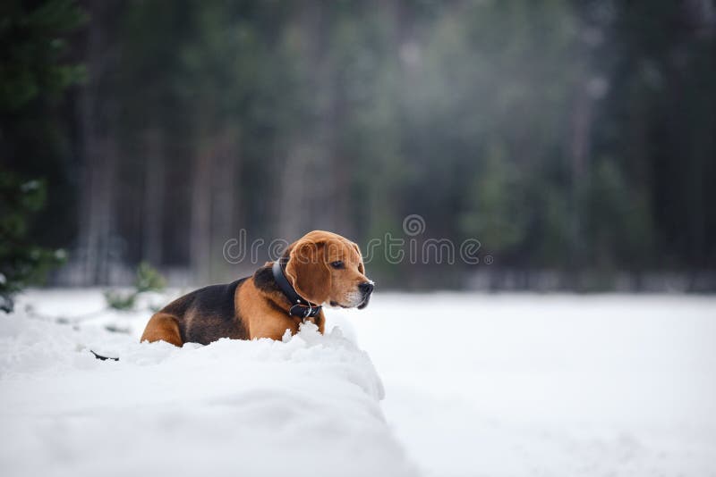 Psi trakenu Beagle odprowadzenie w zimie, portret. Psi trakenu Beagle odprowadzenie w zima lesie