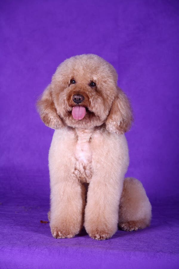 A yellow lovely pet dog. A yellow lovely pet dog