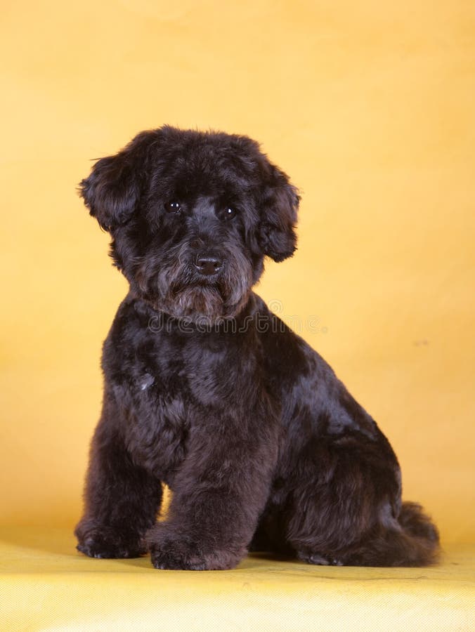 Black lovely pet dog with yellow background. Black lovely pet dog with yellow background