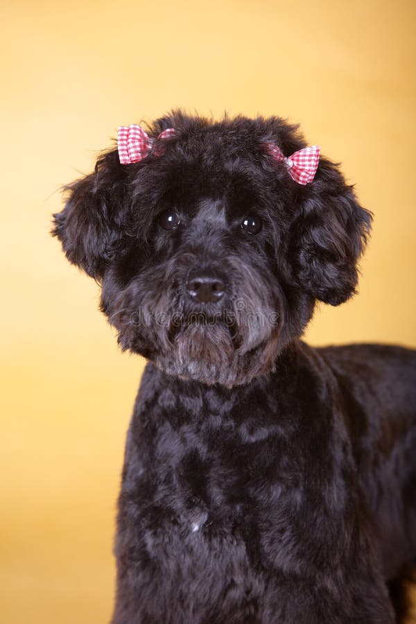 Black lovely pet dog with yellow background. Black lovely pet dog with yellow background