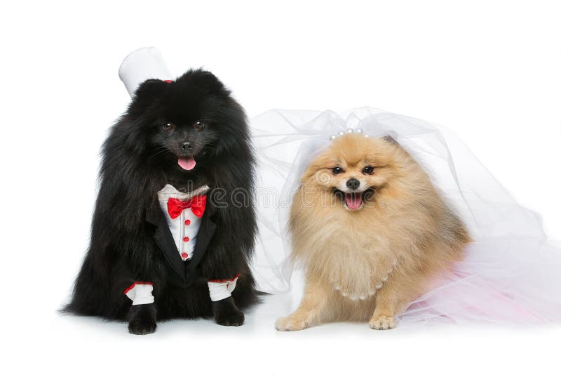 Beautiful spitz wedding couple isolated on white background. dog bride in skirt and veil. groom in suit and silk hat. happy newlyweds. copy space. Beautiful spitz wedding couple isolated on white background. dog bride in skirt and veil. groom in suit and silk hat. happy newlyweds. copy space.