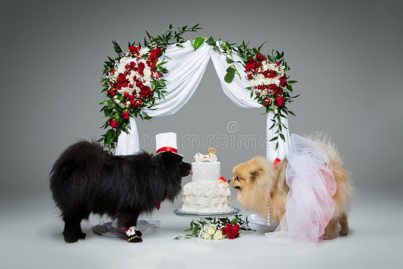 Beautiful spitz wedding couple eating dog cake under flower arch over grey background. dog bride in skirt and veil. groom in suit and silk hat. happy newlyweds. copy space. Beautiful spitz wedding couple eating dog cake under flower arch over grey background. dog bride in skirt and veil. groom in suit and silk hat. happy newlyweds. copy space.