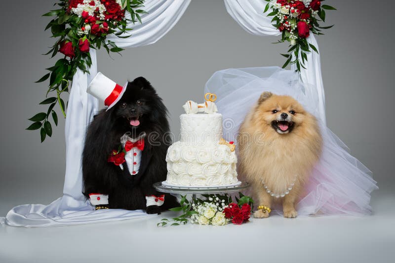 Beautiful spitz wedding couple eating dog cake under flower arch on gray background. dog bride in skirt and veil. groom in suit and silk hat. happy newlyweds. copy space. Beautiful spitz wedding couple eating dog cake under flower arch on gray background. dog bride in skirt and veil. groom in suit and silk hat. happy newlyweds. copy space.
