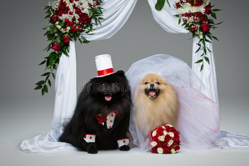 Beautiful spitz wedding couple sitting under flower arch over grey background. dog bride in skirt and veil. groom in suit and silk hat. happy newlyweds. copy space. Beautiful spitz wedding couple sitting under flower arch over grey background. dog bride in skirt and veil. groom in suit and silk hat. happy newlyweds. copy space.