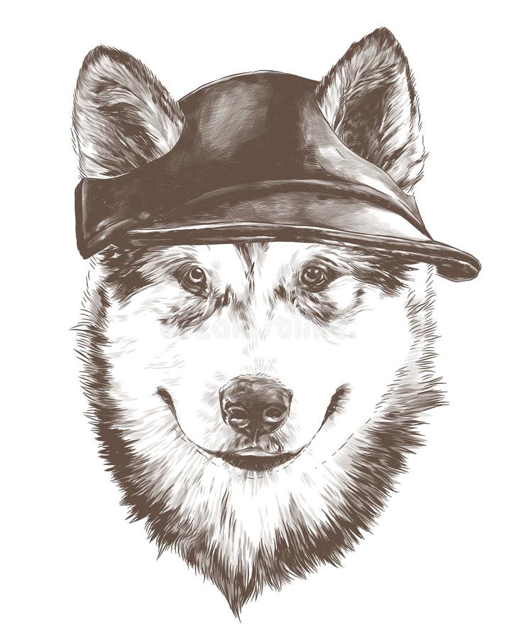Psie purebred alaskan malamute puppy head zamykane w modnej czapce z uszami szczelinowymi. Psy purered alaskan malamute puppy head closeup w modnej czapce z szczelinowymi uszami szkic wektor grafika monochromatyczna ilustracja na białym tle