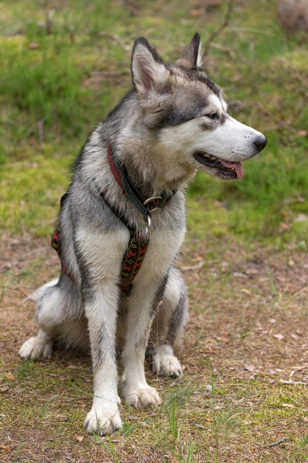 Psiego trakenu alaski malamute na odprowadzeniu w lesie zdjęcie royalty free Psiego trakenu alaski malamute na odprowadzeniu w lesie zdjęcie royalty free
