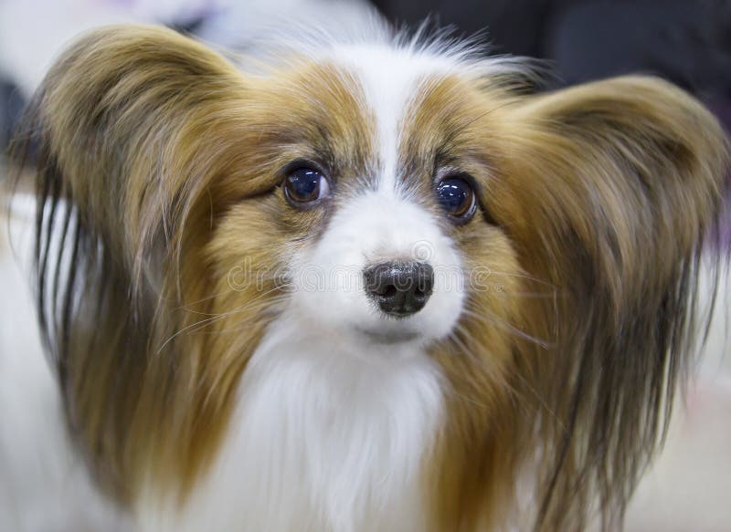 Psiego trakenu Papillon kontynentalny zabawkarski spaniel zdjęcia royalty free Psiego trakenu Papillon kontynentalny zabawkarski spaniel zdjęcia royalty free