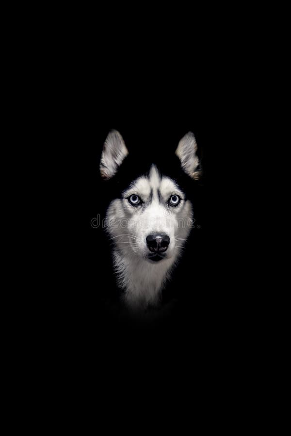 Psiej głowy portret na czarnym tle Syberyjski husky czarny i biały z niebieskimi oczami obraz stock Psiej głowy portret na czarnym tle Syberyjski husky czarny i biały z niebieskimi oczami obraz stock