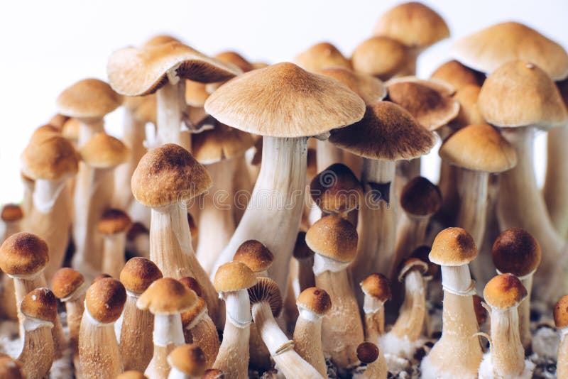 Psilocybe cubensis es una especie de hongo psicodélico fotos de archivo