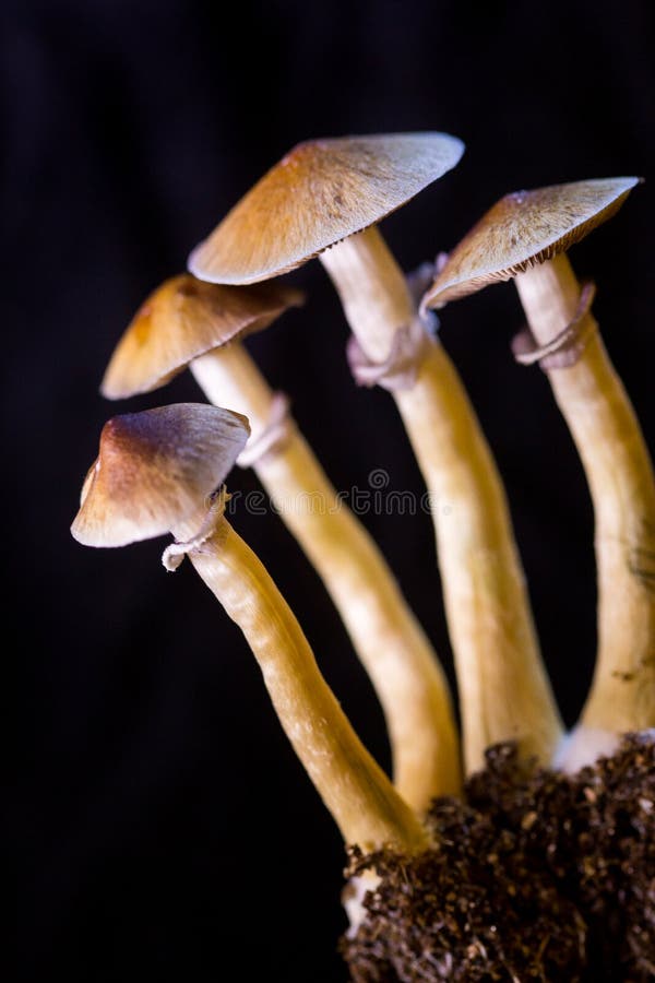 Psilocybe cubensis - four fresh magic mushrooms in soil with a black background