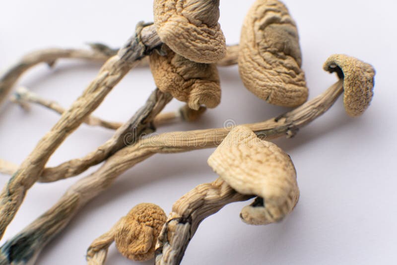 Psilocybe cubensis seca. droga psicodélica. albino a cepa. fondo blanco. fotografía de archivo libre de regalías