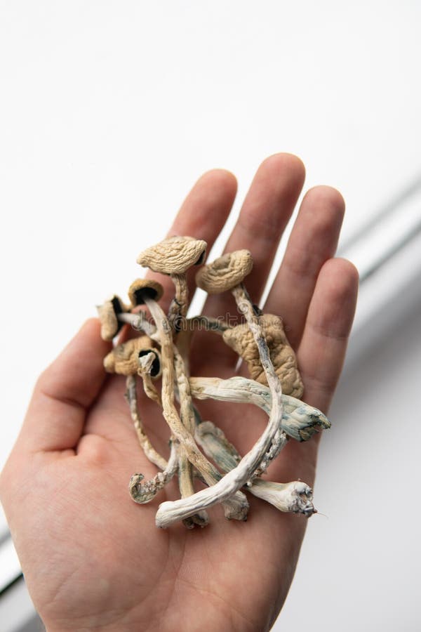 Psilocybe cubensis seca en mano. albino a cepa. hongo psilocybin. fondo blanco foto de archivo