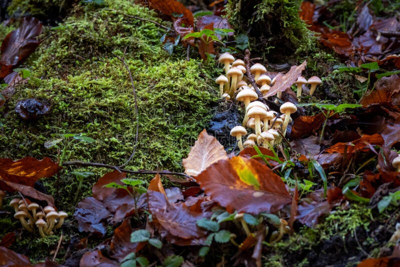 Psilocybin Magic Mushrooms in Forest Stock Image Image of