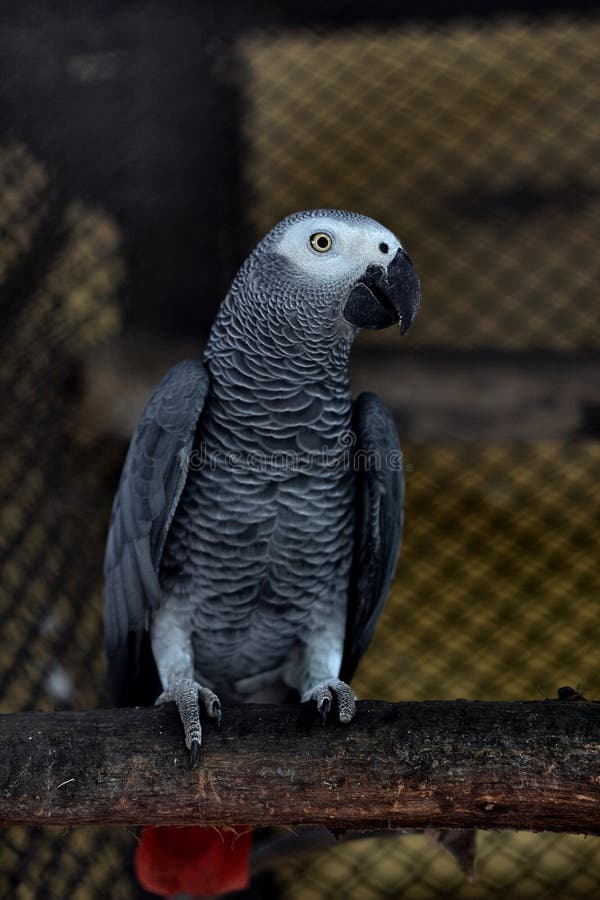 364 Zoo Kolkata Stock Photos - Free & Royalty-Free Stock Photos from Dreamstime 364 Zoo Kolkata Stock Photos - Free & Royalty-Free Stock Photos from Dreamstime