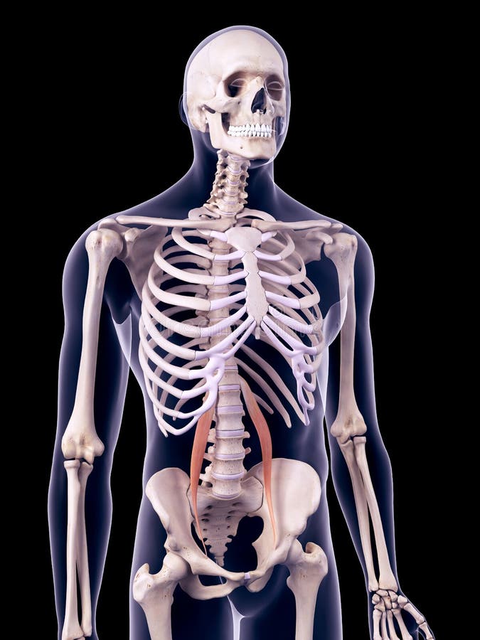 Psoas Anatomy Stock Illustrations – 770 Psoas Anatomy Stock ...