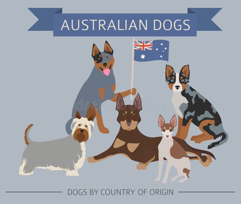 Dogs by country of origin. Australian dog breeds, New Zealand dogs. Infographic template. Vector illustration. Dogs by country of origin. Australian dog breeds, New Zealand dogs. Infographic template. Vector illustration