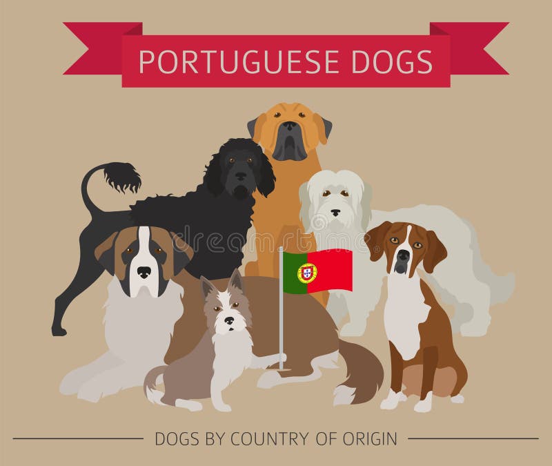 Dogs by country of origin. Portuguese dog breeds. Infographic template. Vector illustration. Dogs by country of origin. Portuguese dog breeds. Infographic template. Vector illustration