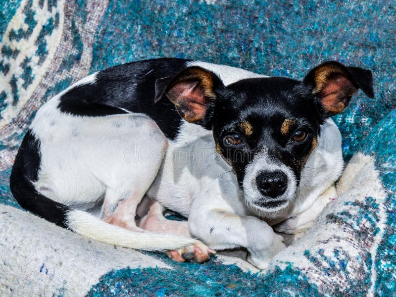 Colombian Creole black and white dog resting on a blue blanket staring at the camera. Colombian Creole black and white dog resting on a blue blanket staring at the camera