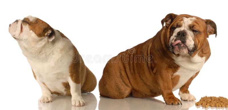 Two english bulldogs arguing over dog food. Two english bulldogs arguing over dog food