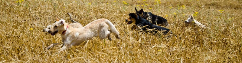 Psy w polu