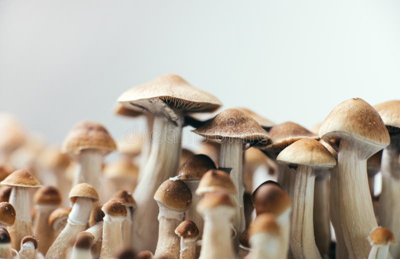 Psychedelic magic mushrooms. Expansion of consciousness with magic mushrooms Psilocybe Cubensis stock image