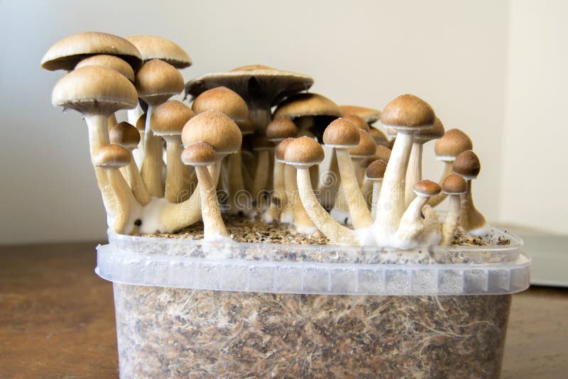 Psychedelic magic mushrooms growing at home, cultivation of psilocybin mushrooms. In cake stock photos