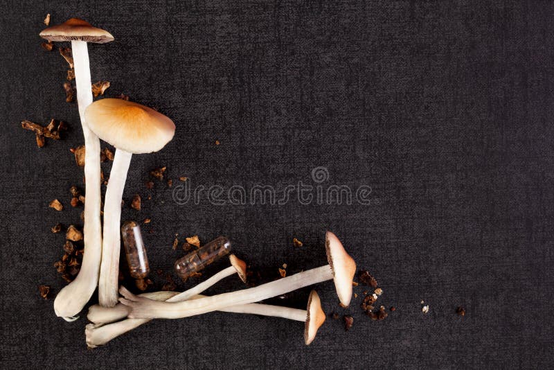 Psychedelic mushrooms with copy space.