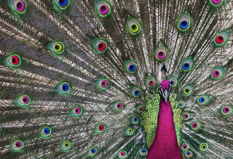 Psychedelic Peacock 1