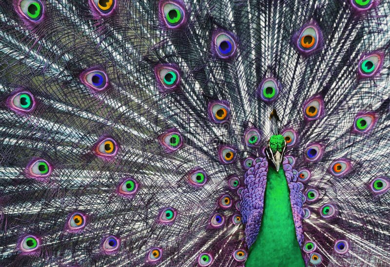 Psychedelic Peacock 1