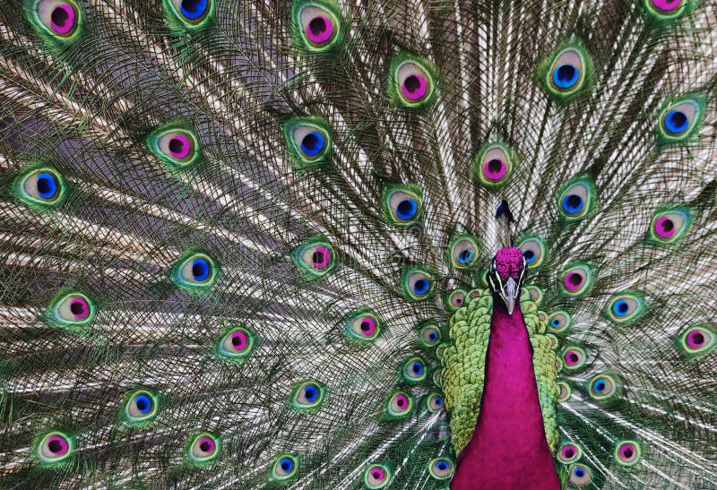 Psychedelic Peacock 1