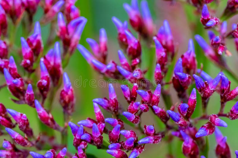 Purple, Pink and White Flowers with Green Bokeh Stock Image Image of