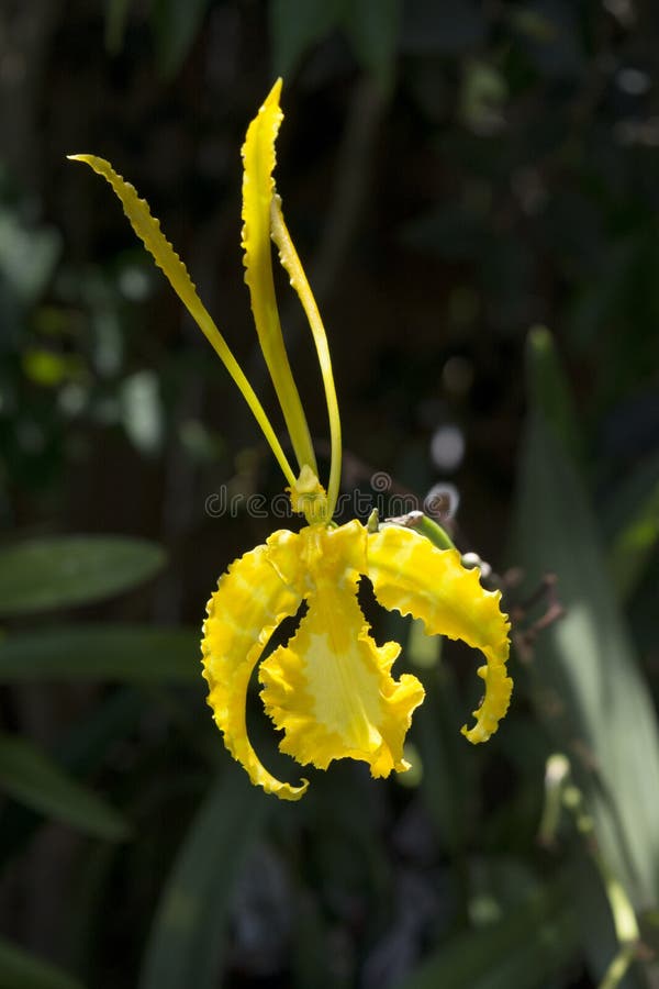 Psychopsis Orchid Stock Photos - Free & Royalty-Free Stock Photos from  Dreamstime