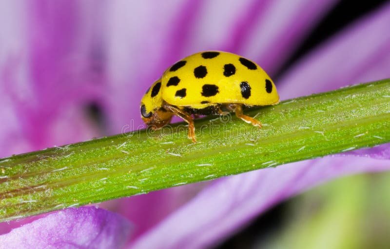 Yellow Ladybug stock photo. Image of beetle, cute, ecology 14405474