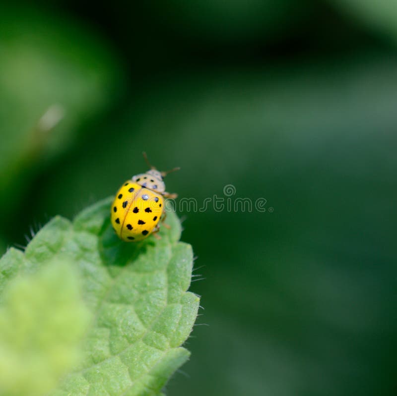 Yellow ladybug stock photo. Image of psyllobora, vigintiduopunctata