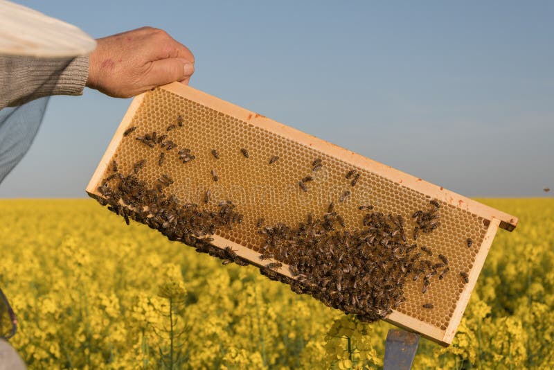 Pszczelarka z honeycomb Pszczelarka i pszczo? y w roju