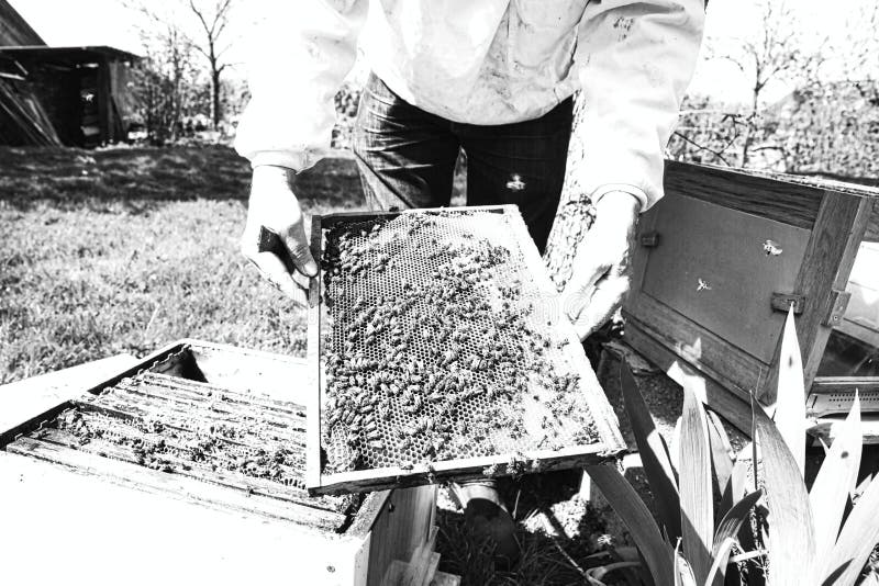 Pszczelarka wr?cza trzyma? honeycomb pszczo?y w ochronnym workwear sprawdza honeycomb ram? przy pasiek? pe?no zdjęcia stock Pszczelarka wr?cza trzyma? honeycomb pszczo?y w ochronnym workwear sprawdza honeycomb ram? przy pasiek? pe?no zdjęcia stock